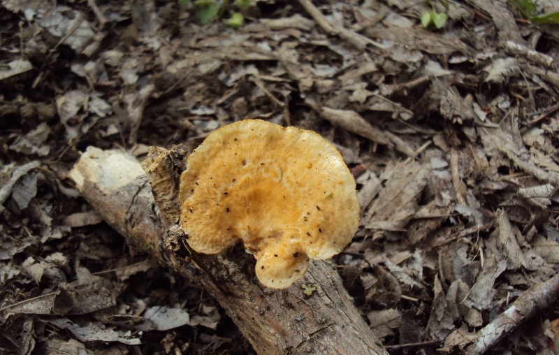 Polyporus alveolaris